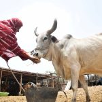 Unlocking rural wealth in Pakistan through livestock farming