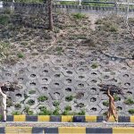 Youngsters carry dry wood branches on their heads for domestic use near Zero Point in the Federal Capital