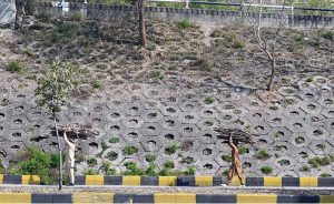Youngsters carry dry wood branches on their heads for domestic use near Zero Point in the Federal Capital