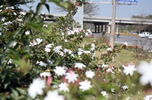 A view of blooming seasonal flowers along a roadside, adding to the beauty of the Federal Capital.