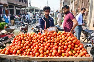 A customer carefully selects tomatoes from a roadside vendor at the busy vegetable market as shoppers gear up for the Holy month of Ramazan.