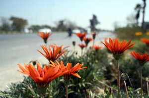 A view of blooming seasonal flowers along a roadside, adding to the beauty of the Federal Capital.