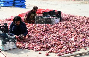 Labourers sorting good quality of onions at Fruit and Vegetable Market.