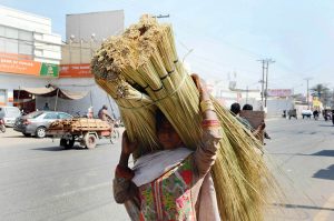 A woman carrying bundles of traditional brooms on her head while walking through on a road to sell and earn her livelihood.
