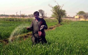 A farmer applies urea fertilizer by hand in a wheat field to nourish the growing crop and ensure a healthy yield.
