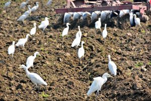 A flock of birds picking food in the field at Tando Jam area.