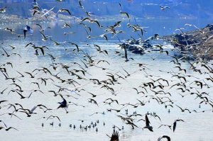 A breathtaking scene unfolds as hundreds of birds take flight over the calm waters of a canal, their wings painting the sky with motion and grace in the city.