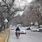 A view of leafless trees at roadside greenbelt in Federal Capital