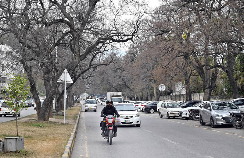 A view of leafless trees at roadside greenbelt in Federal Capital