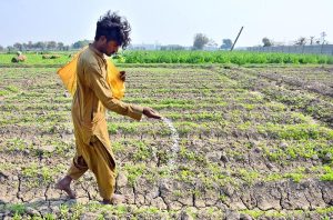 A farmer manually spreads fertilizer in a field at Tando Jam area.