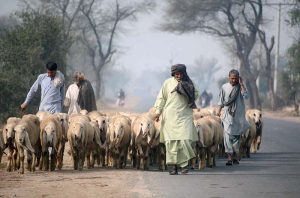 - Shepherds guiding a herd of sheep’s toward the field for grazing.