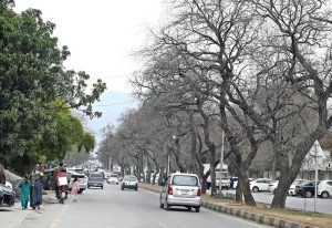 A view of leafless trees at roadside greenbelt in Federal Capital