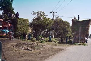 Labourer busy loading fodder to the truck delivery to other cities at Shiakh Bhirkio road.