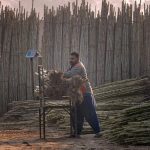 A worker weighs sugarcane at a wholesale collection point before supplying it at wholesale rates to different points across the city during morning hours.