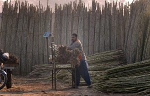 A worker weighs sugarcane at a wholesale collection point before supplying it at wholesale rates to different points across the city during morning hours.