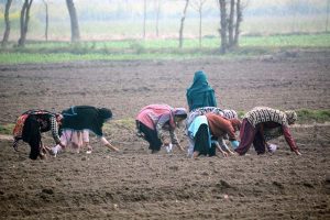 Female labourers sow maize seeds in a field during the ongoing cultivation season.