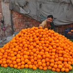 A vendor arranging fresh (Kinnow) oranges at his roadside stall to attract customers.