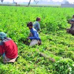Farmers harvest spinach from their fields to meet demand in local markets.