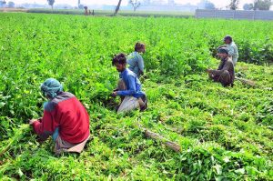 Farmers harvest spinach from their fields to meet demand in local markets.