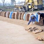 Labourers are busy filling rice into sacks after drying at factory area.