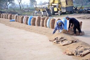 Labourers are busy filling rice into sacks after drying at factory area.