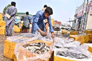Workers arrange and pack fish in boxes at Husainabad for delivery to other cities.