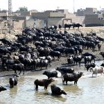 A herd of buffaloes standing in the refreshing waters of the Rice Canal, offering a serene rural scene amid the sunny day in the winter.