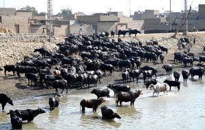A herd of buffaloes standing in the refreshing waters of the Rice Canal, offering a serene rural scene amid the sunny day in the winter.