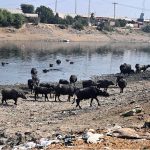 A large number of buffaloes return after bathing at Phuleli Canal
