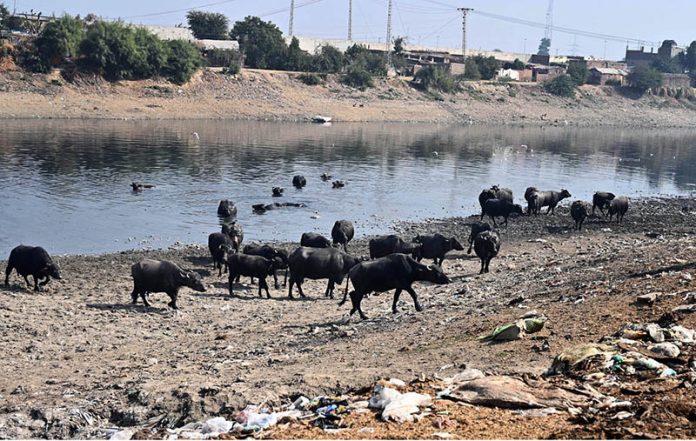 A large number of buffaloes return after bathing at Phuleli Canal