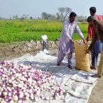Farmers pack turnips into bags for transportation to the vegetable market.