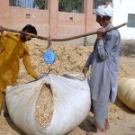 An elderly man and a young boy weigh husk for animal feed using a traditional scale at a roadside stall.
