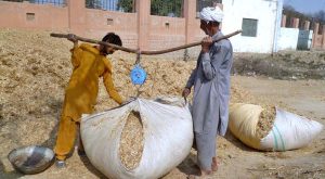 An elderly man and a young boy weigh husk for animal feed using a traditional scale at a roadside stall.