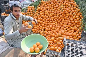 A fruit vendor weighing seasonal oranges for sale at a roadside stall on New Bus Stand Road.