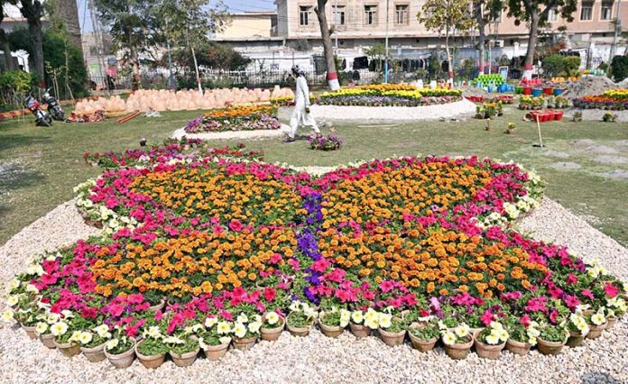 A beautiful view of spring flowers show organized by the Mayor Municipal Corporation Larkana Adv Anwar Ali Luhur at Jinnah Bagh