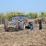 Farmers load harvested sugarcane onto a tractor near Larkana-Khairpur Road.