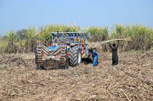 Farmers load harvested sugarcane onto a tractor near Larkana-Khairpur Road.
