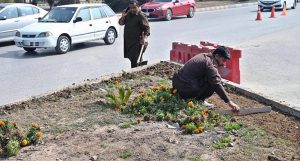 CDA workers plant saplings along the green belt of a road in the Federal Capital.