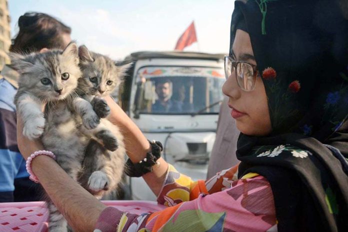 A girl displays kitten to attract the customers at Saddar Bird Market