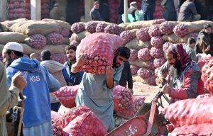 A laborer transports oranges on a wheelbarrow at a fruit market in the Federal Capital.