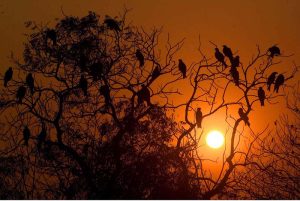 A mesmerizing view of birds perched on a tree during the evening as the sun sets over the Provincial Capital.