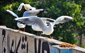 View of birds sitting on the canal wall to eat food on Phulli Road.