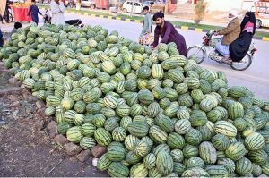 A vendor displaying and selling Water Melon to attract customers at Sachal Colony Road.