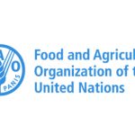 Seafood fraud happening on a vast scale globally: new UN report