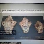 Fossil evidence shows presence of lions in ancient Japan