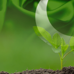 Plant for Pakistan: A national campaign to combat deforestation, climate change