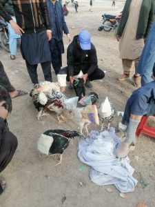 Where wings, whistles & weekend dreams meet