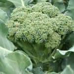 Farmers in Punjab turn to broccoli cultivation as demand rises
