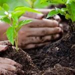 Plant for Pakistan: A national campaign to combat deforestation, climate change