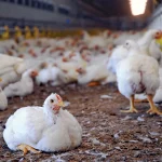 poultry industry